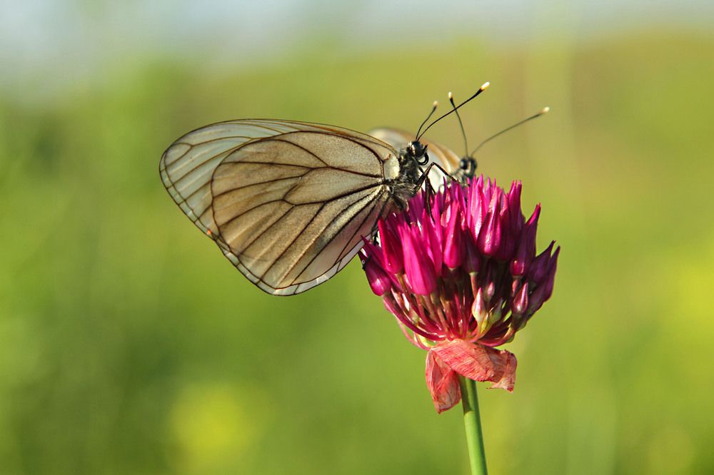 Photograph by Алтынбек Қартабай