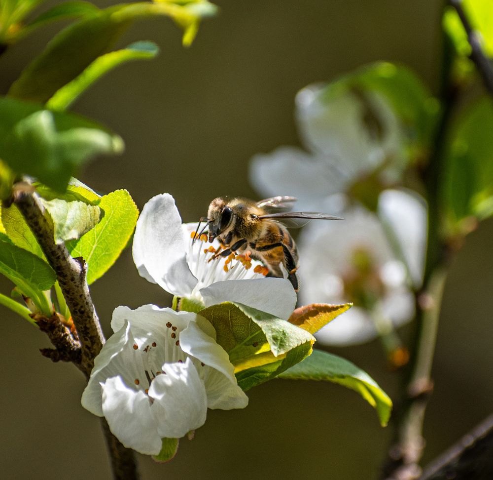 The Bee On The Blossom
