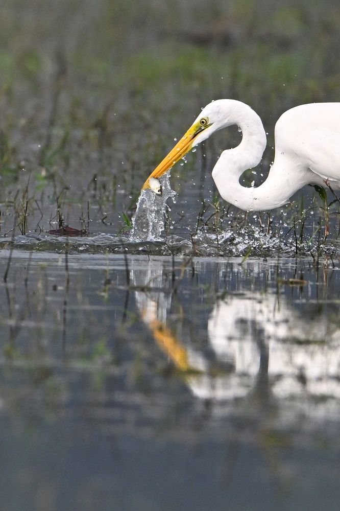 Photograph by SRIMANTA RAY