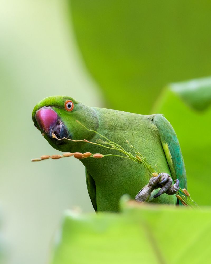 Фотография автора SIJILESH K S