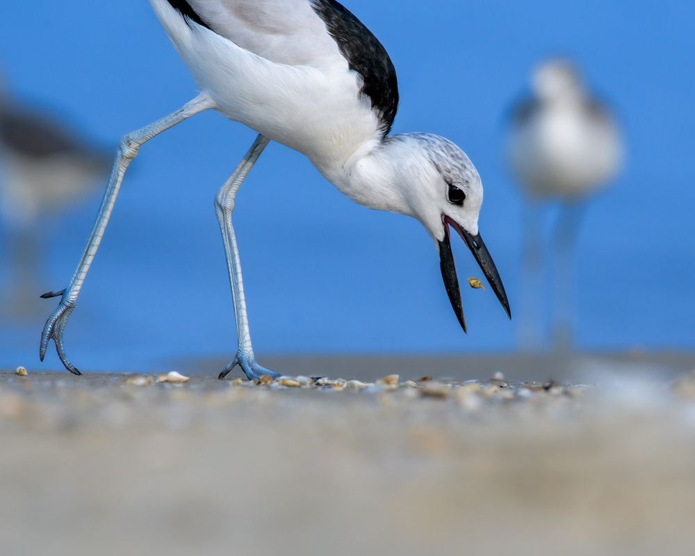 Фотография автора SIJILESH K S