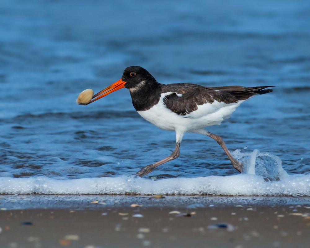 Фотография автора SIJILESH K S