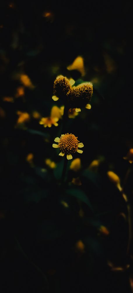 Photograph by Md.Samiun Bin Delowar Sami