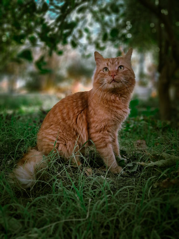 Photograph by Sara Bounab