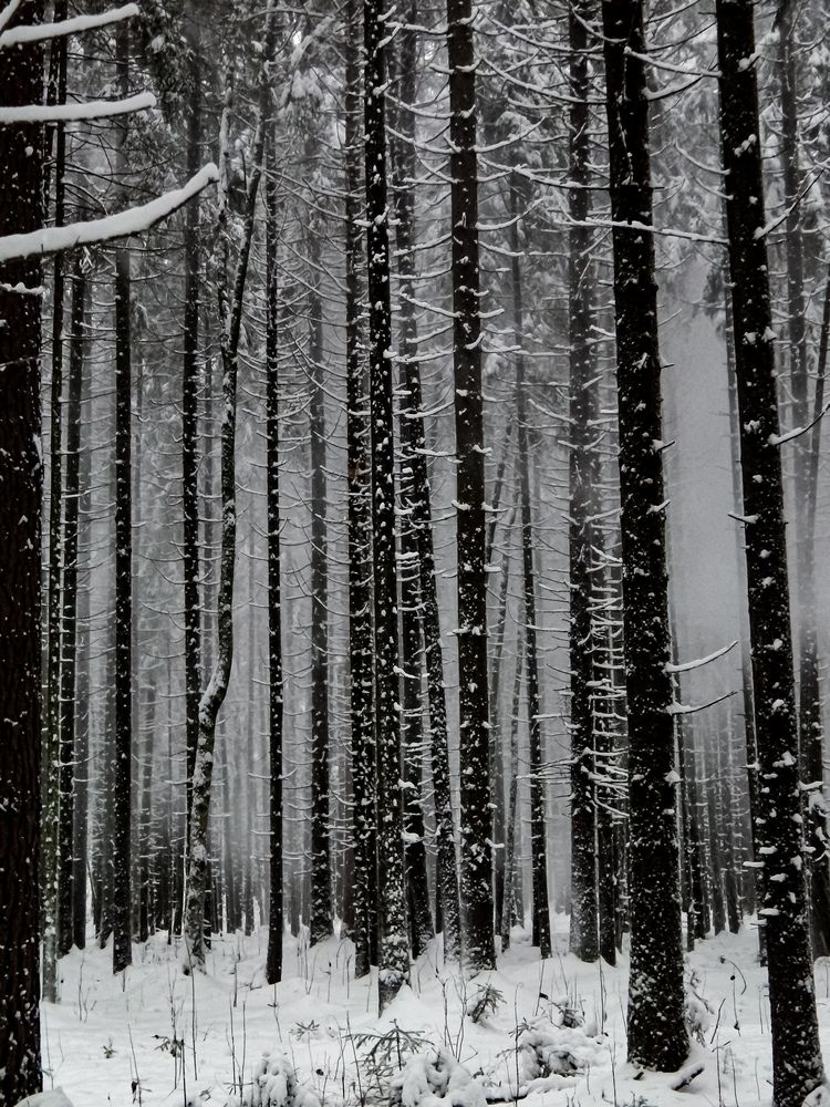 Photo #11962196