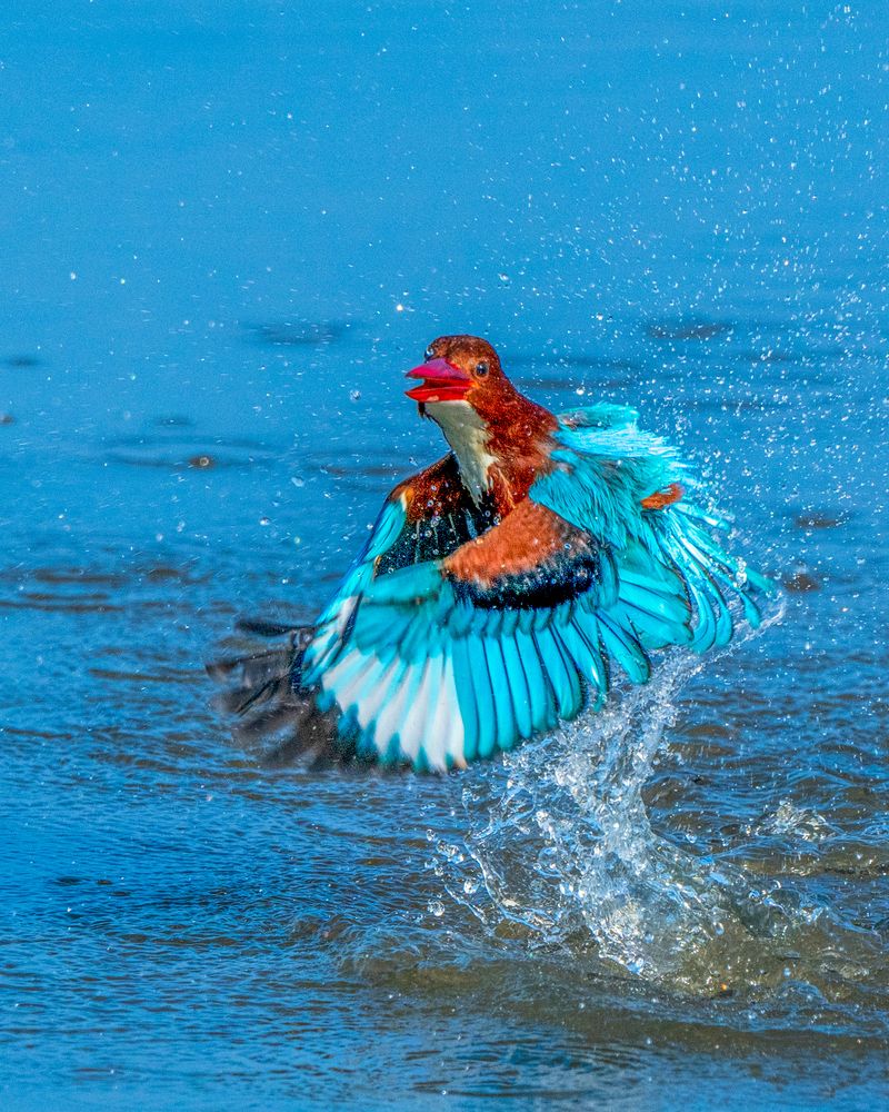 Photograph by Dr Manoj M Kumar