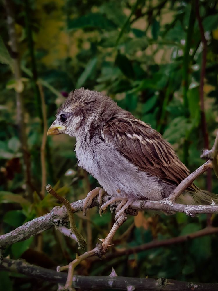 Photograph by Sara Bounab