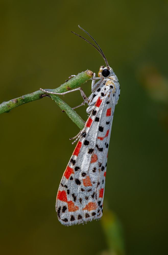 Red-spotted mole cricket (Utetheisa pulchella).
