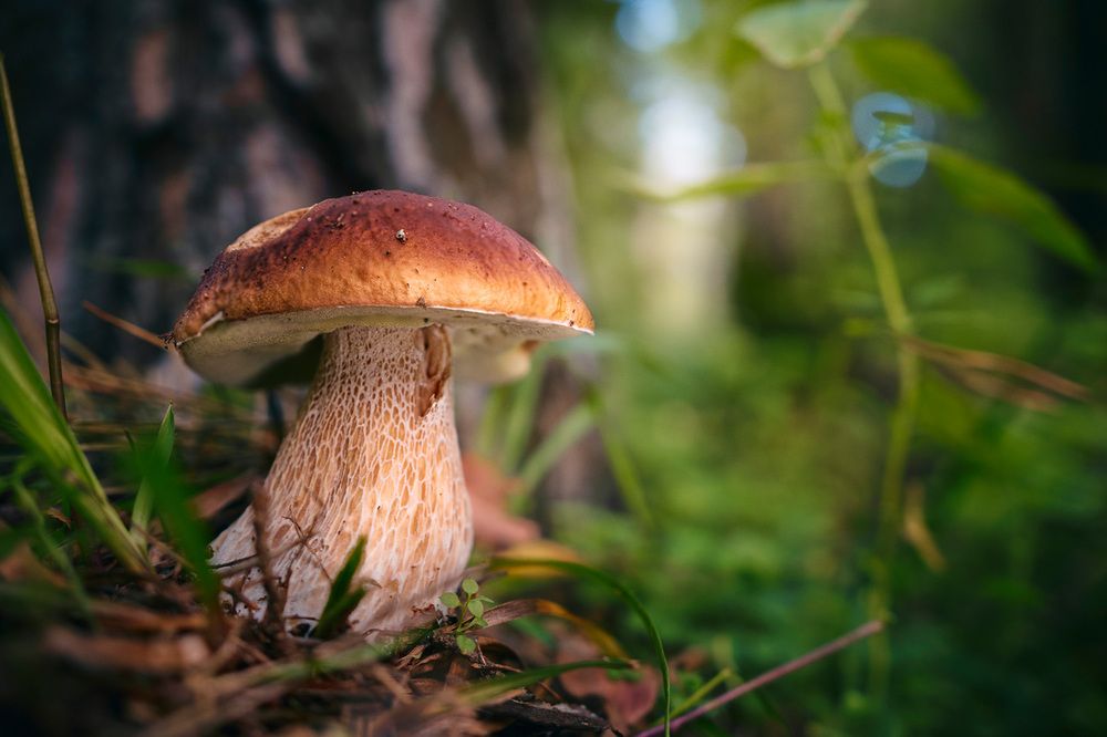 Лесной великан