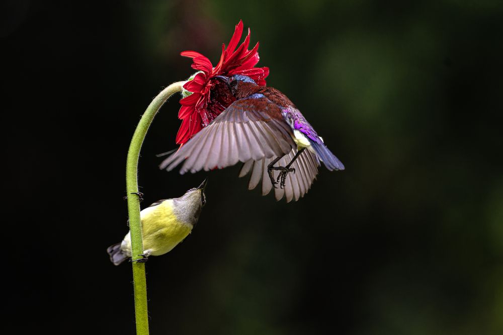 Photograph by Subhadeep Saha