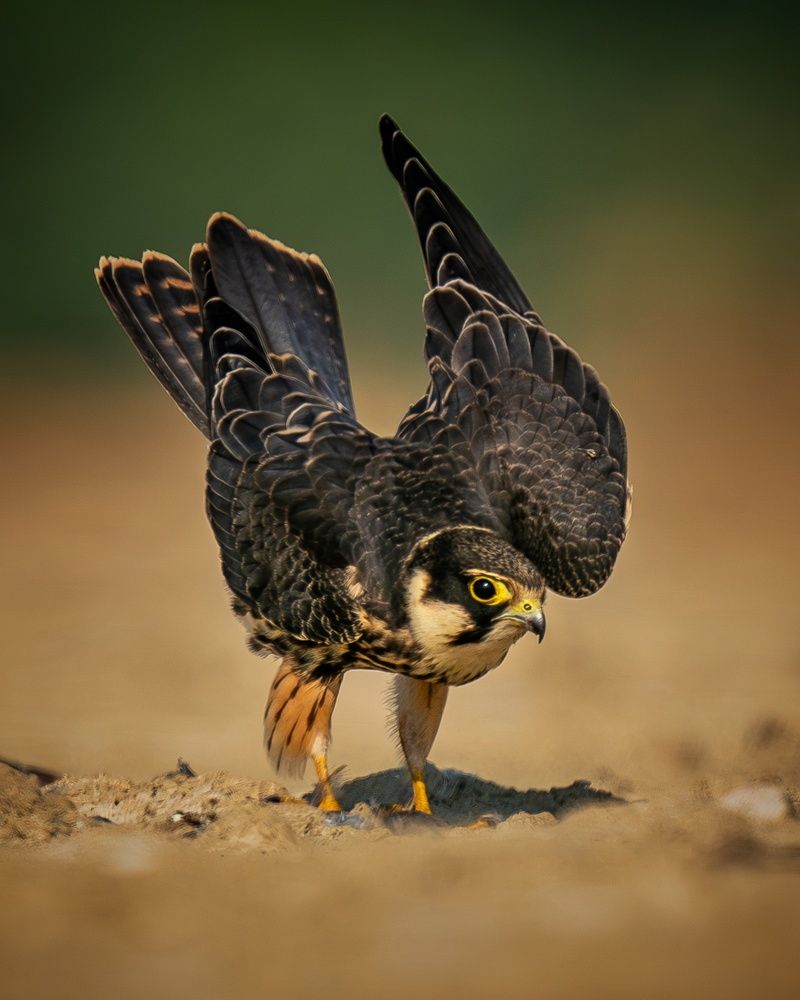 Eurasian Hobby
