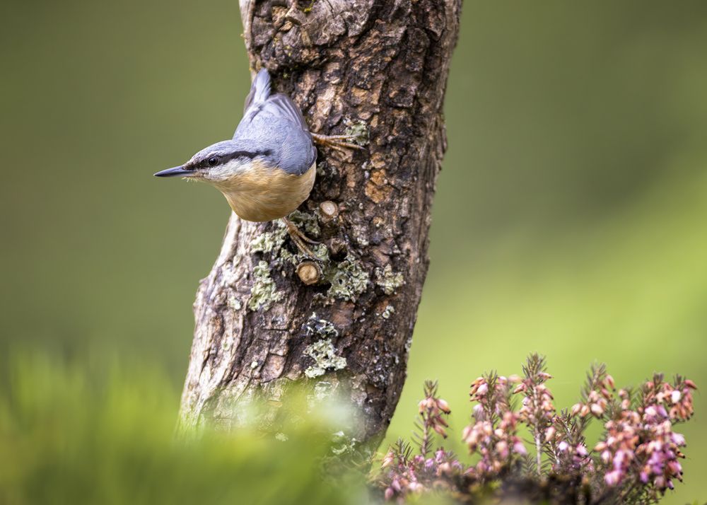 Nuthatch