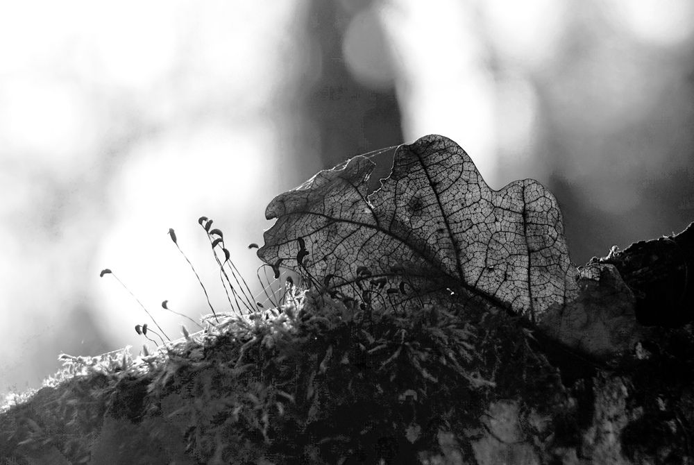 Photograph by Лена Максимкина