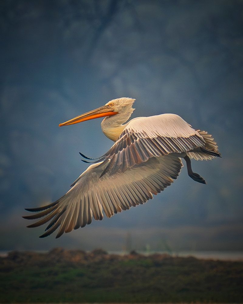 Pelican