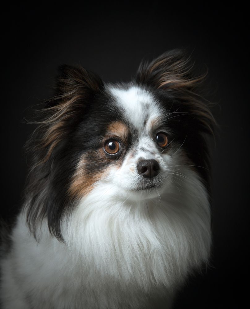 Rescuing a Butterfly