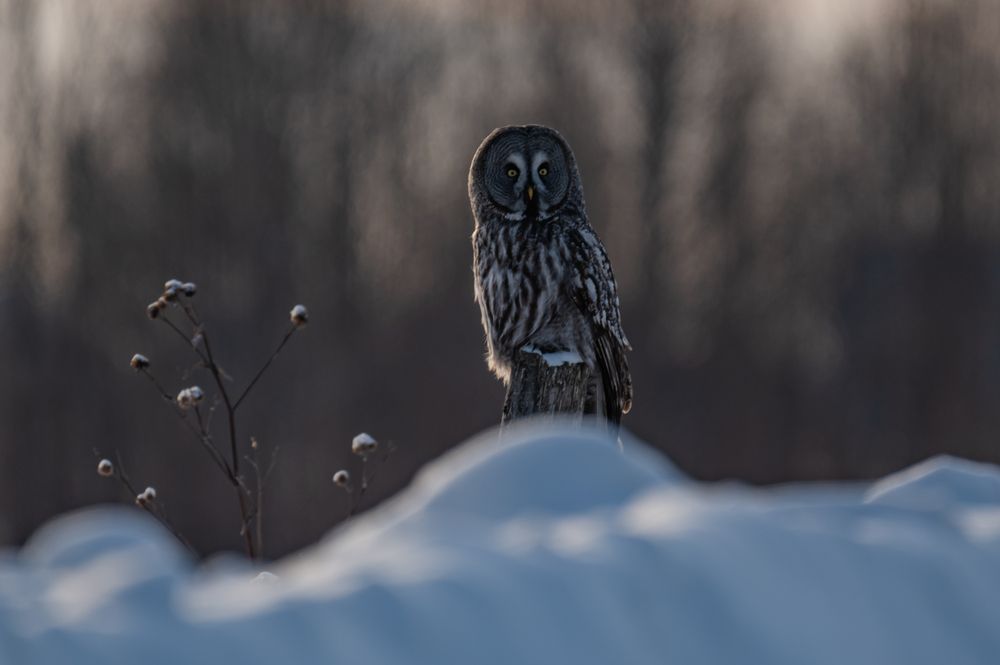 Желтоглазый страж