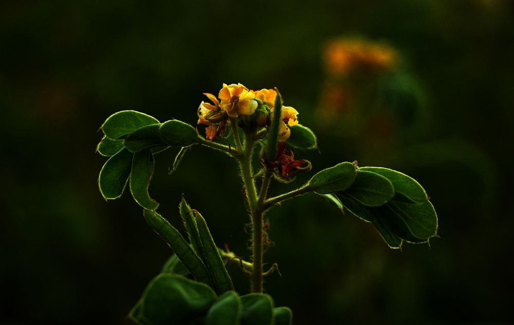 Photograph by Vikas Chauhan