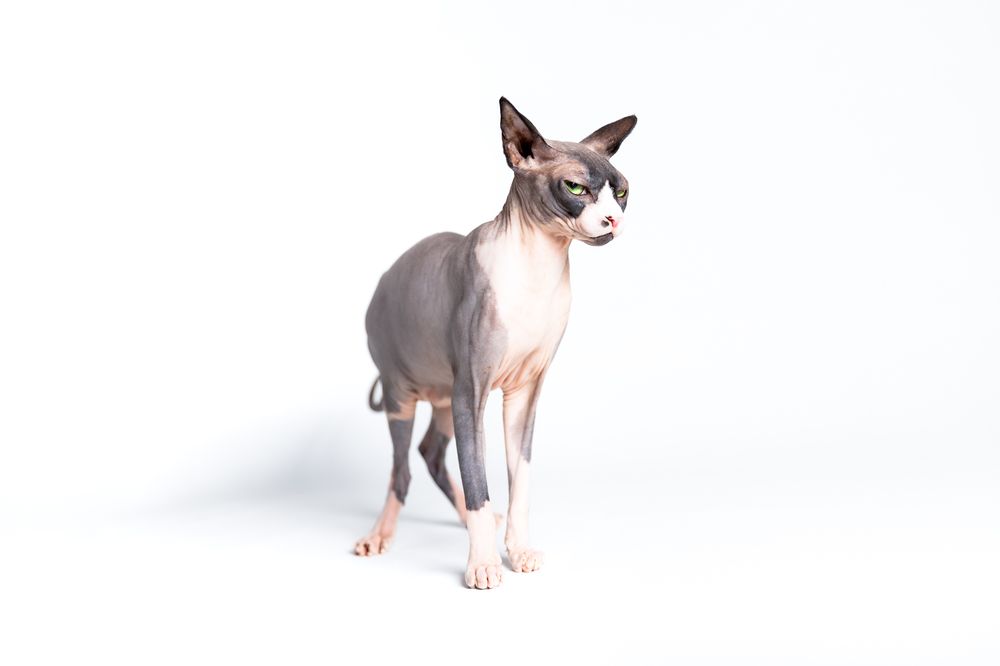 Sphynx