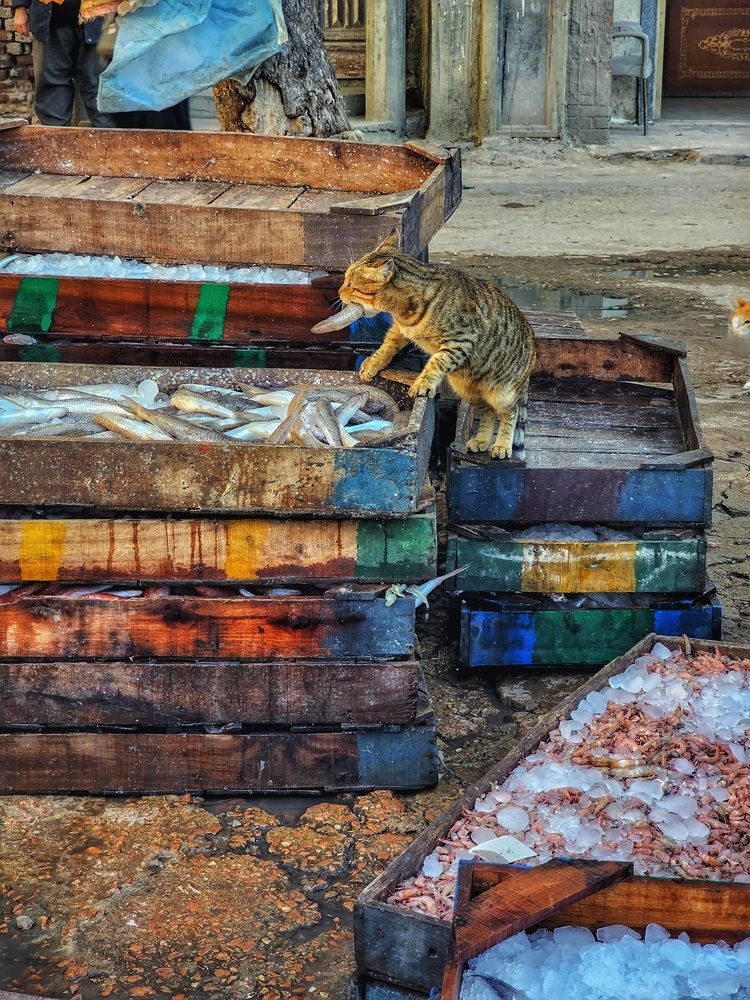 Photograph by Hanan Elmahmoudy