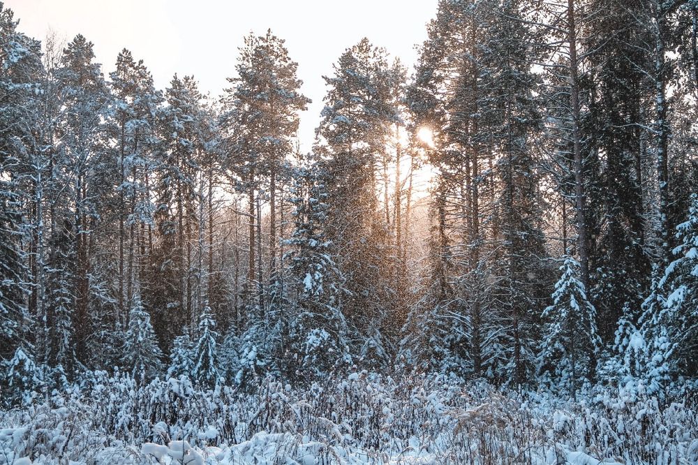 Photograph by Дарья Овчинникова