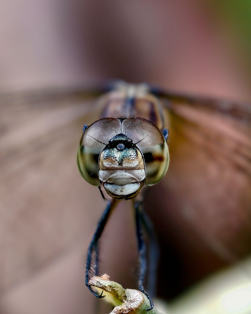 Photograph by Kedarnath M S