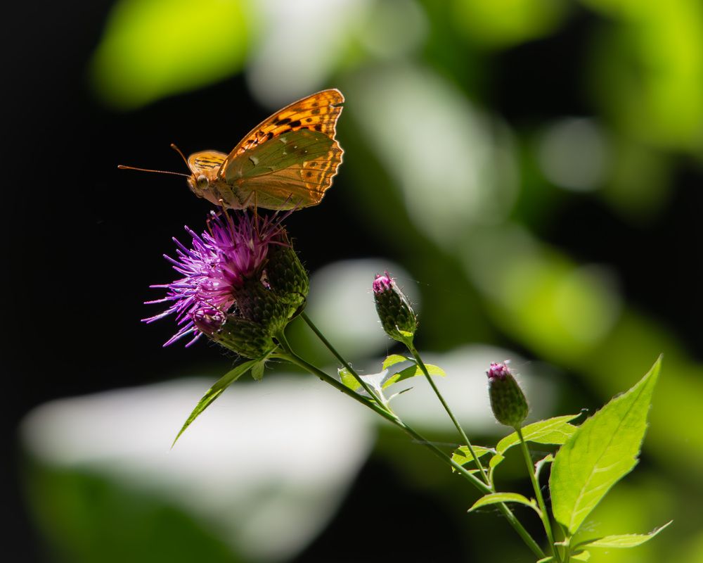 Photograph by Мамсур