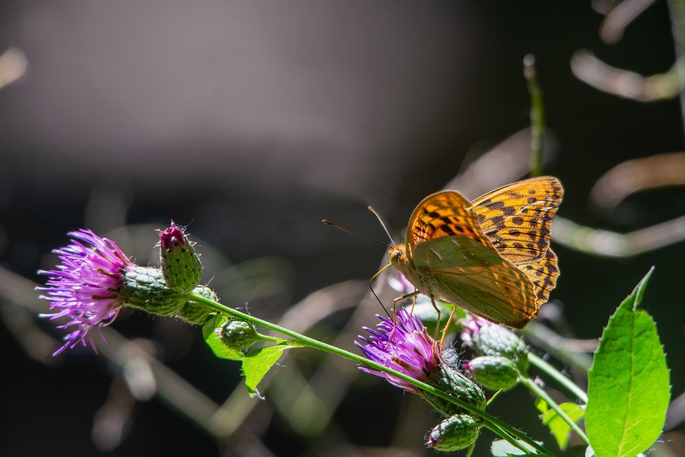 Photograph by Мамсур