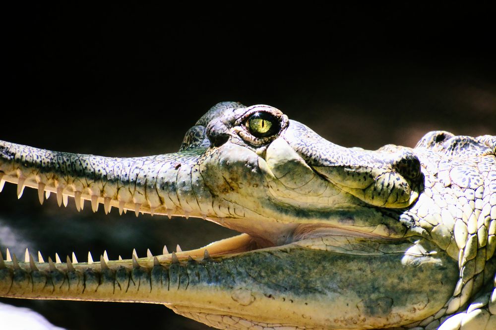 Photograph by Vimal Ram S