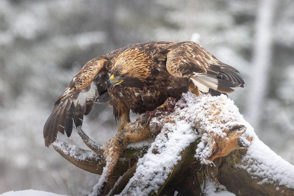 Photograph by Светлана Дмитриева