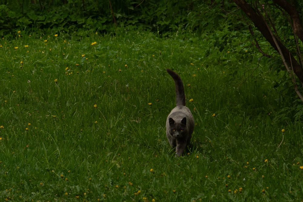 Фотография автора Екатерина Лапаева