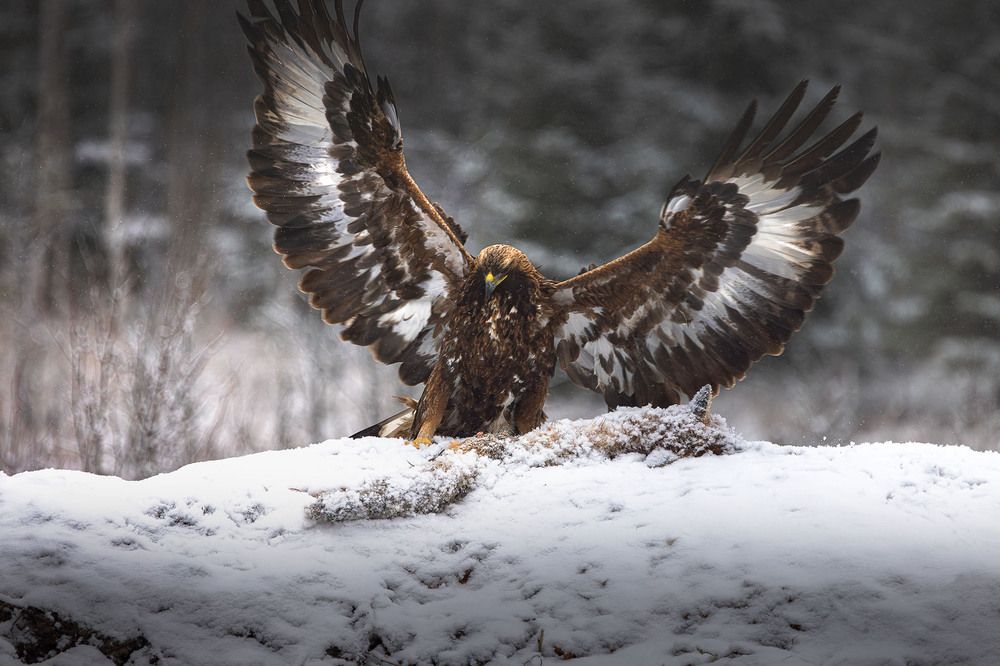 Photograph by Светлана Дмитриева