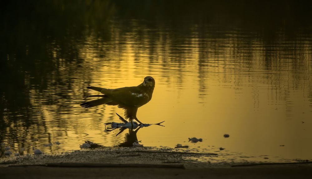 Photograph by Vinod Jacob