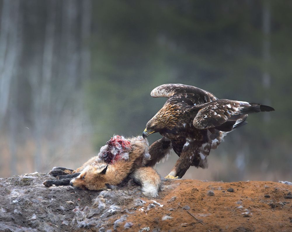 Photograph by Светлана Дмитриева