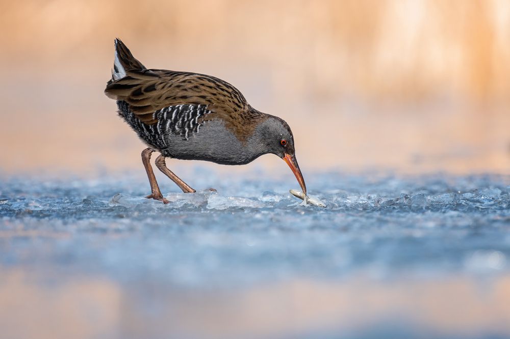 Photograph by Tímea Ambrus
