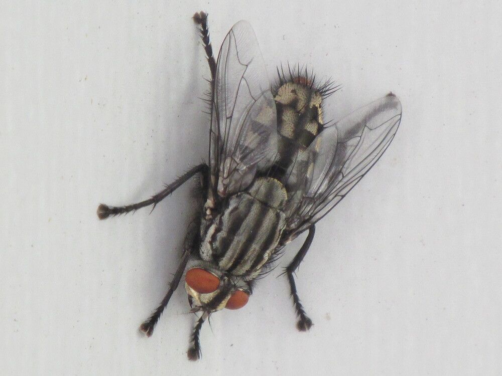 Photograph by Галина Пименова