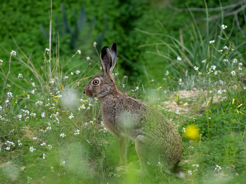 Photograph by Photons Reflectitur