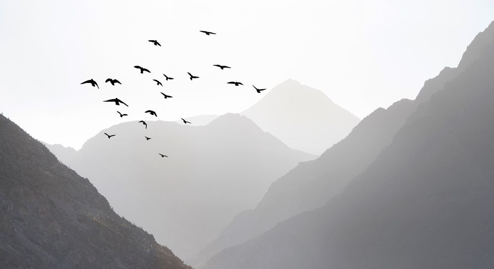 Pájaros en Valle del Elqui