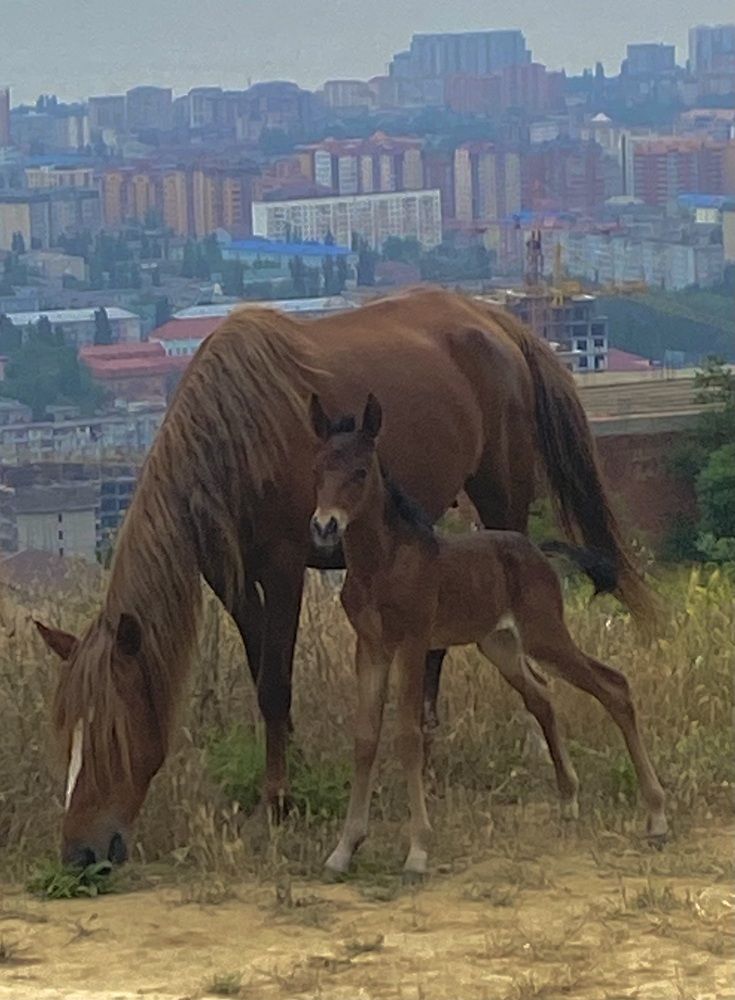 Photograph by Фарида Абакарова