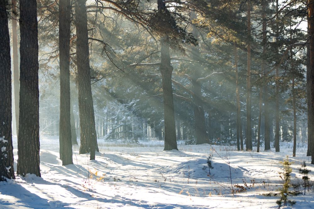 Фотография автора Пешков Егор