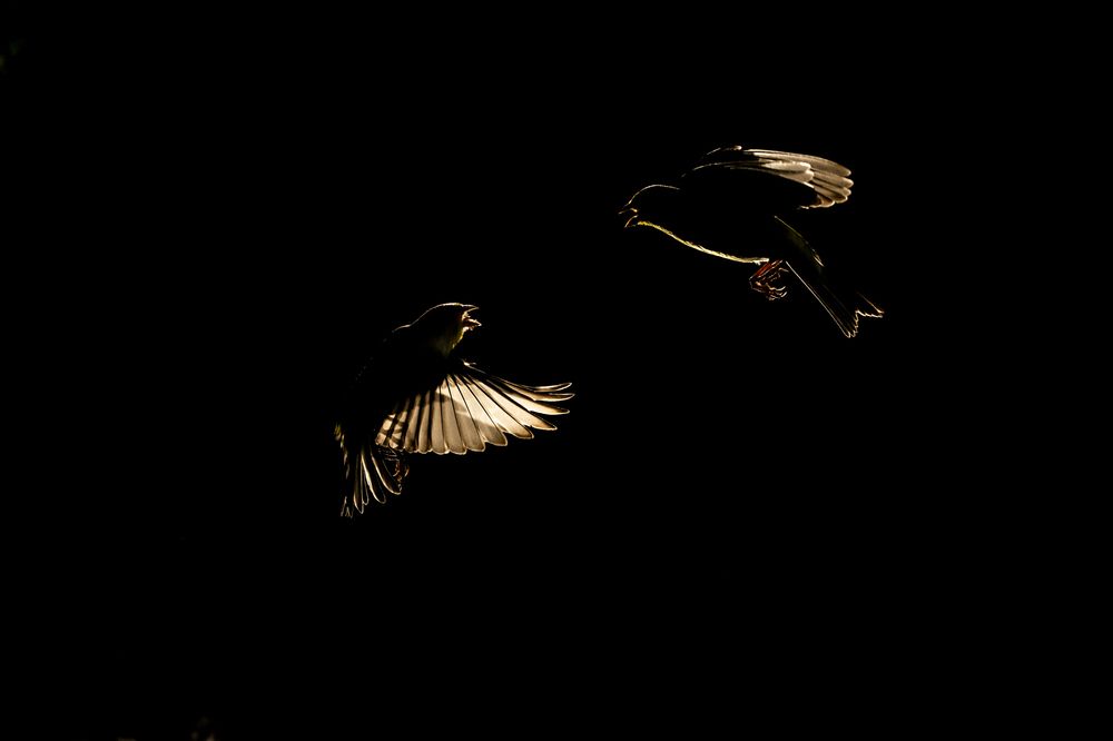 Photograph by Luisa Lynch