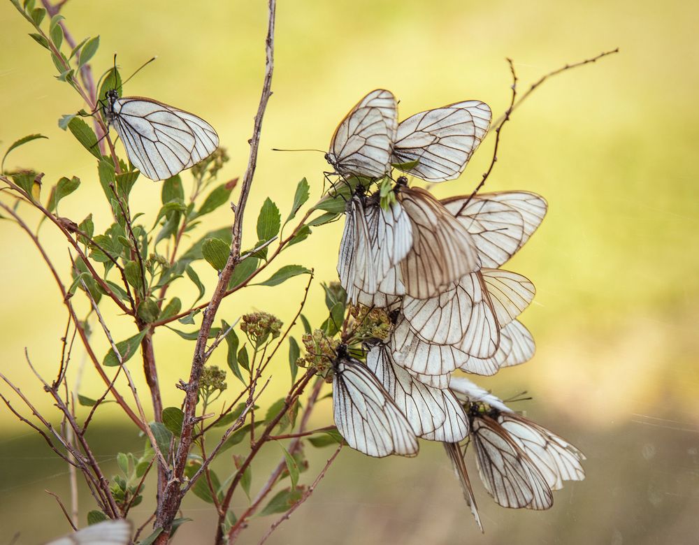 Photograph by Ирина Яук