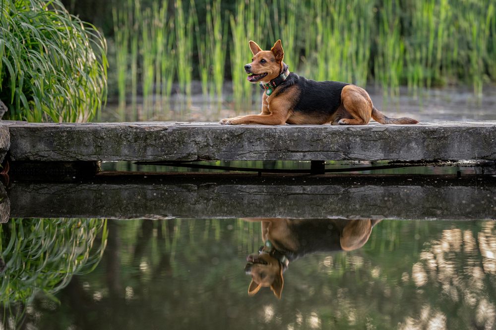 Фотография автора Krisztián Csalami