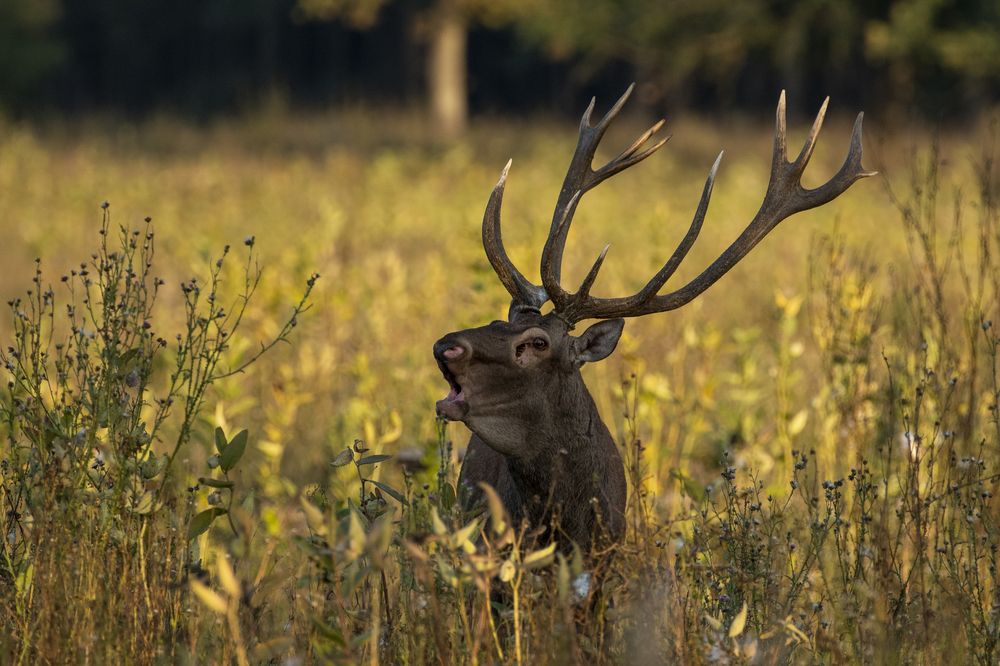 Photograph by Predrag Kostin