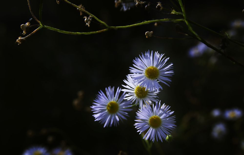 Photograph by Николай Алексеев