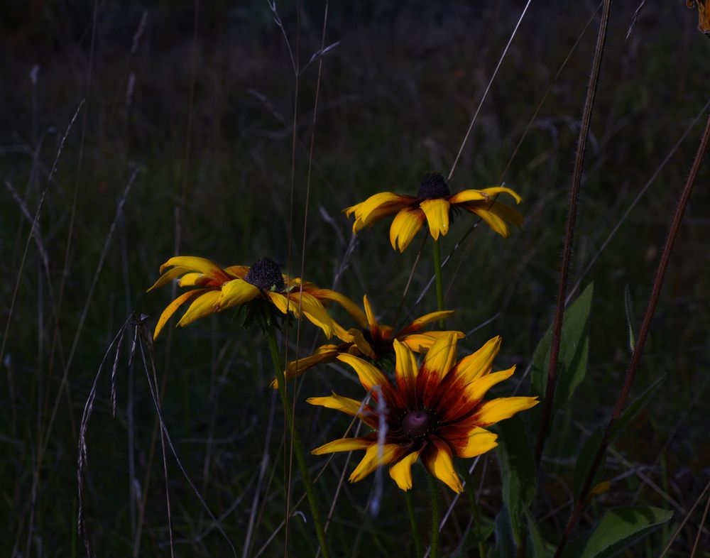 Photograph by Николай Алексеев