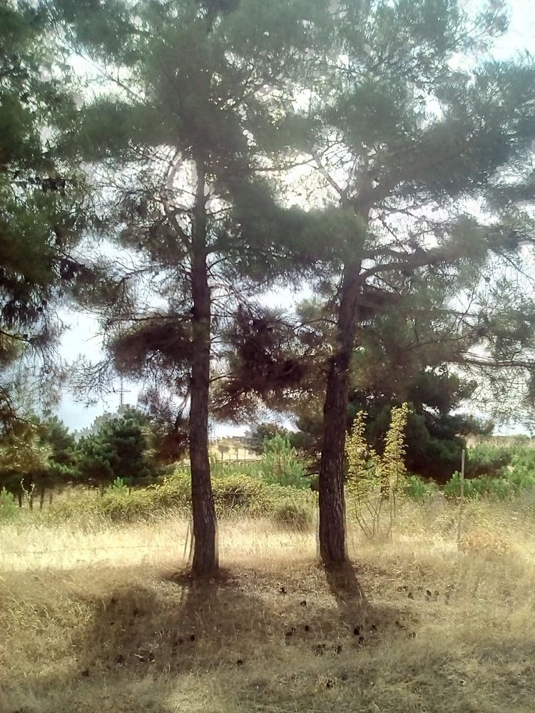 Photograph by Erika Osipova