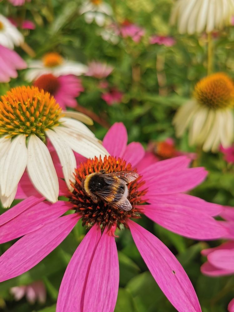 Photograph by OSCAR JAVIER CARDENAS