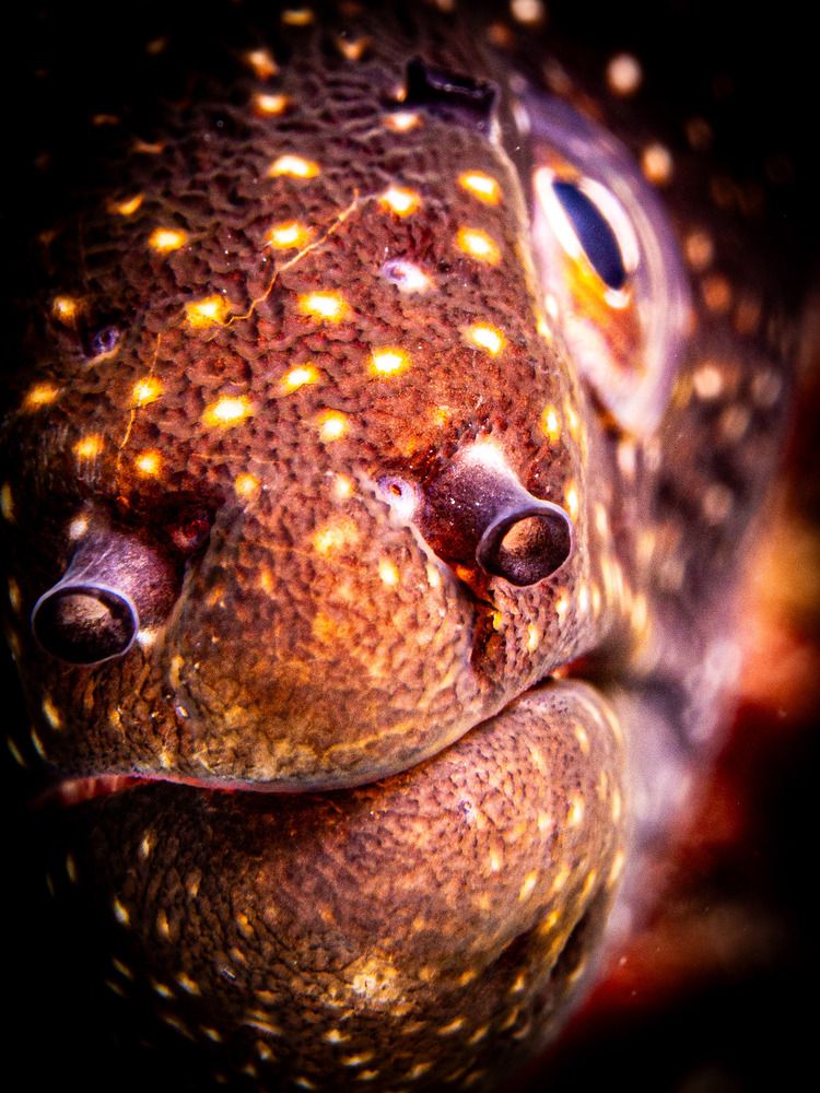 Photograph by Alexander Plakida