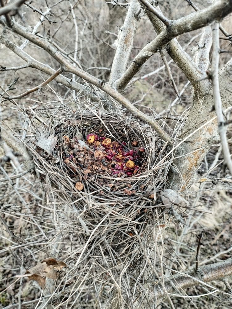 Брошенное гнездо