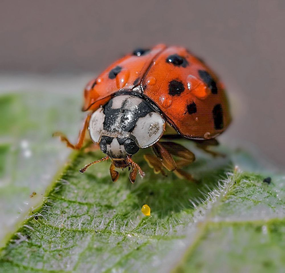 Photograph by Игорь Гомельский